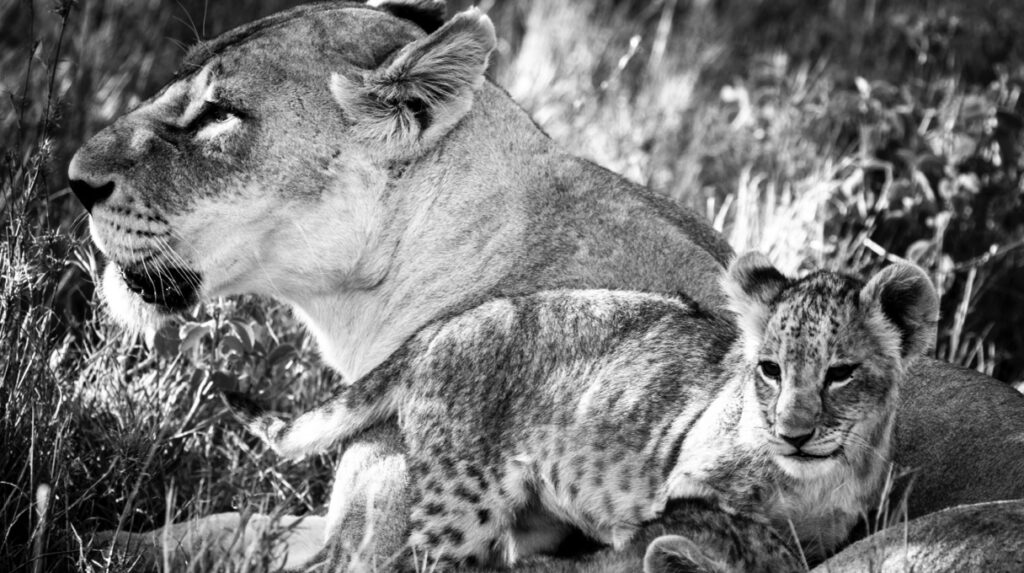 segera retreat: leoa com filhote durante safári