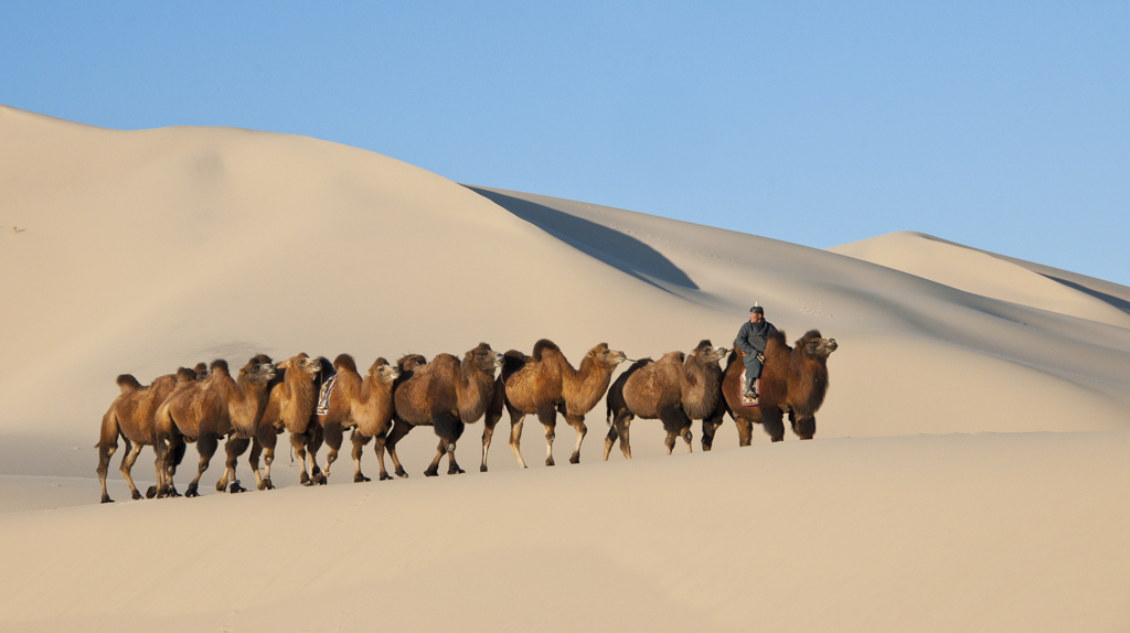camelos no deserto de gobi