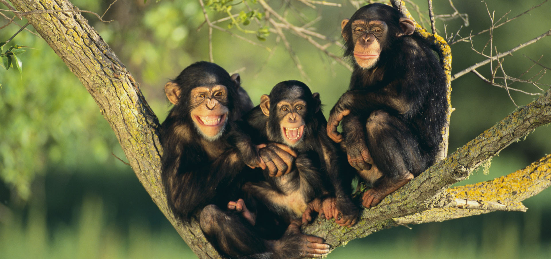 chimpanzés na tanzânia - em árvores