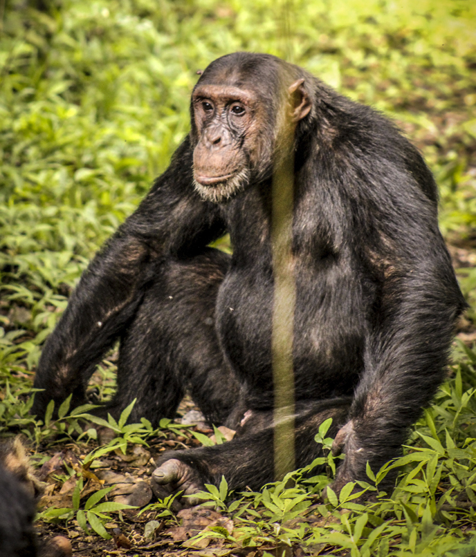 chimpanzés na tanzânia. foto de Fabio Porchat