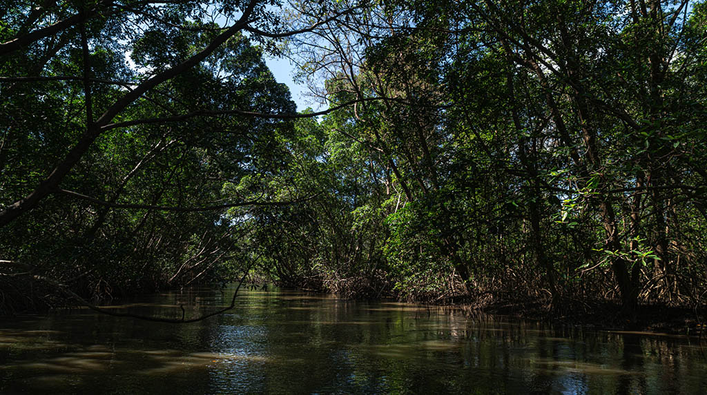 Delta do Parnaíba: manguezais