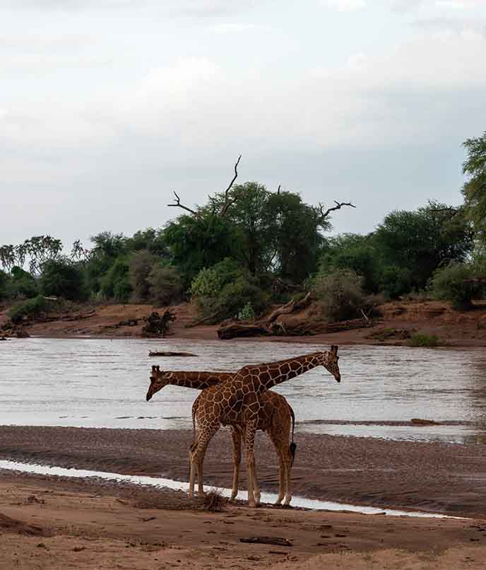 viagem de carro pelo quênia: girafas no safári