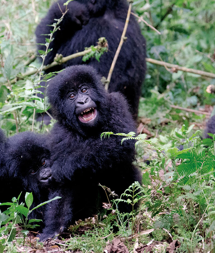 gorilas das montanhas ruanda