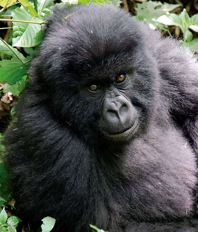 gorilas das montanhas ruanda