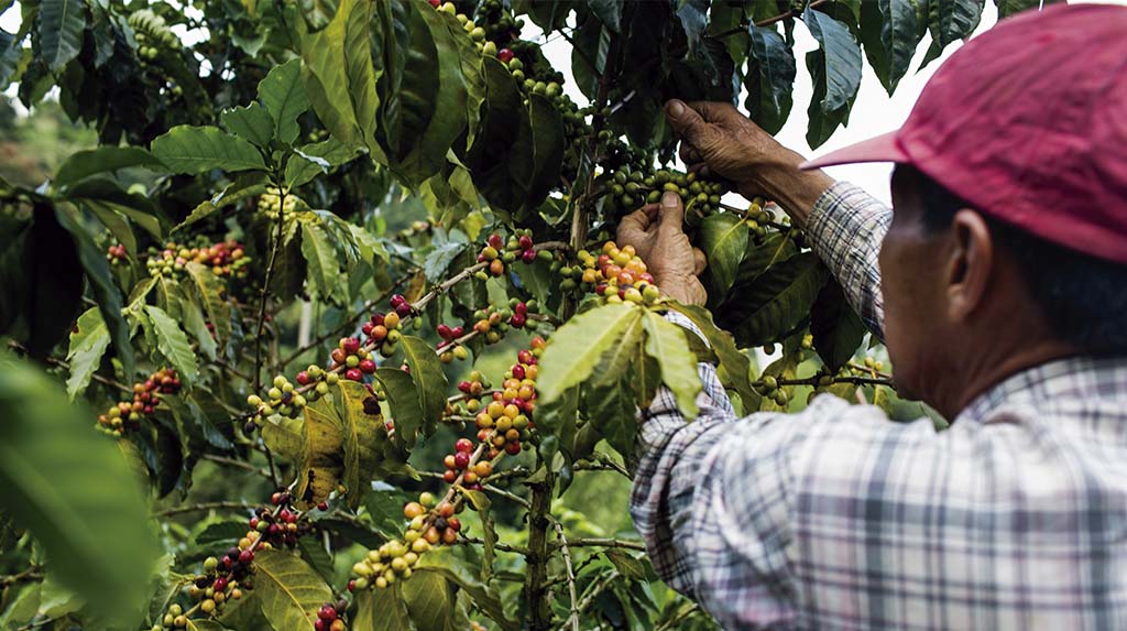 Viagem a Bogotá: a produção de café na Colômbia