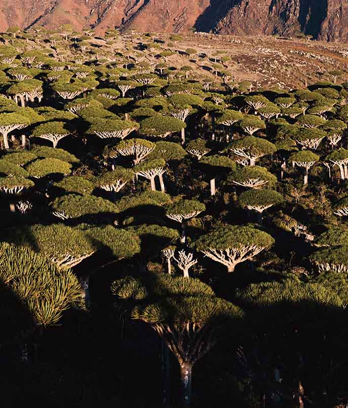 Socotra onde fica No Iêmen típicas árvores sangue-do-dragão dragon blood tree
