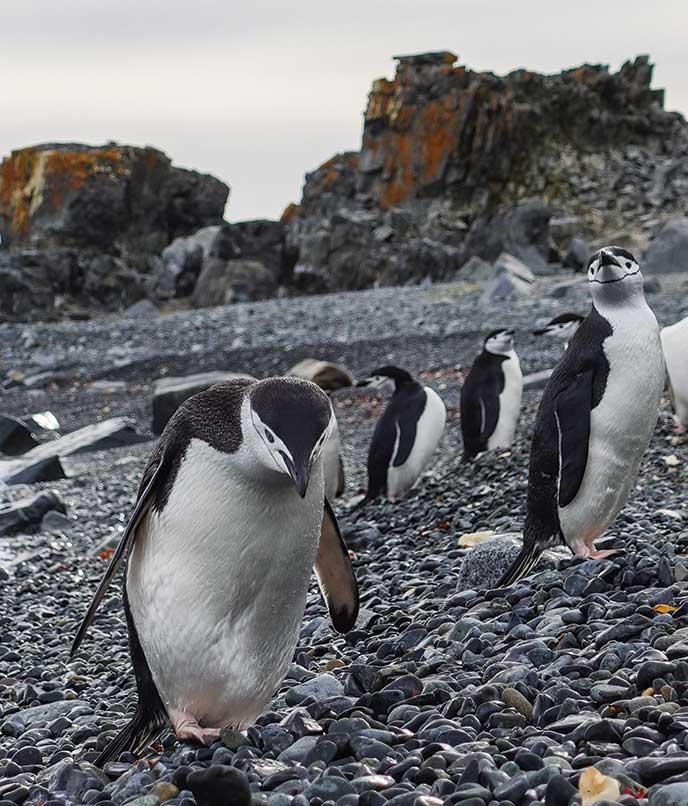 Viagem à Antártica, confira as dicas  exclusivas de Fabio Porchat! Nesta foto, Pinguins-de-Barbicha