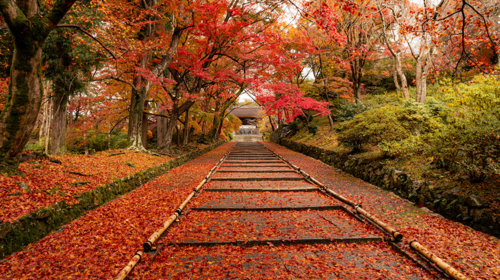 Para onde viajar em novembro Kyoto Japao
