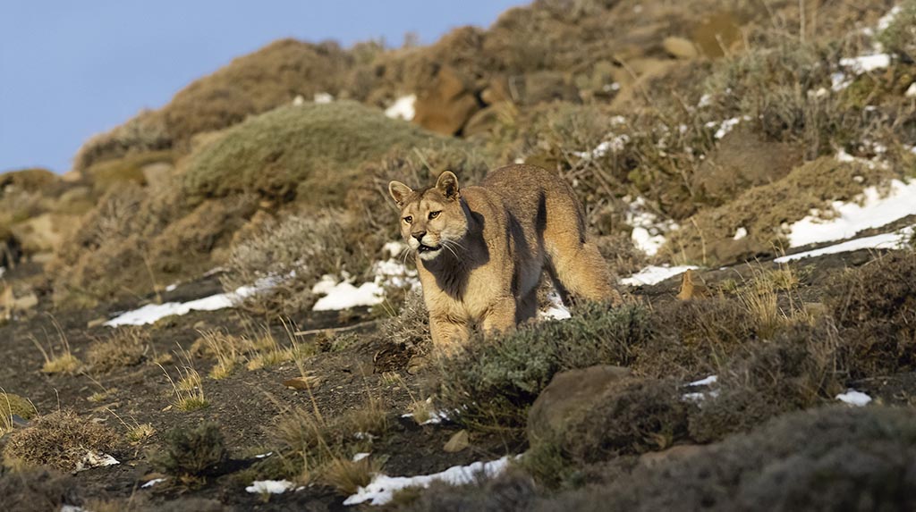 Viagem ao Chile: um puma, felino que habita a região do Parque Nacional da Patagônia