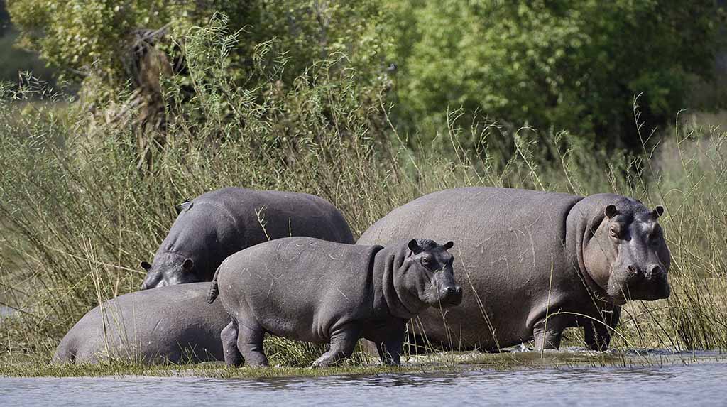Fabio Porchat na África: hipopótamos no Wilderness Toka Leya Camp