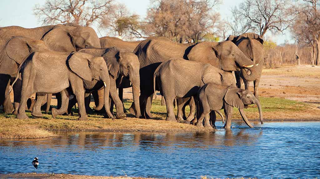 Fabio Porchat e a viagem a Africa elefantes no Wilderness Linkwasha Campsu