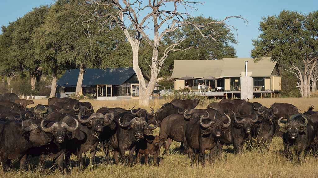 A viagem de Fabio Porchat Manada de búfalos no Wilderness Linkwasha