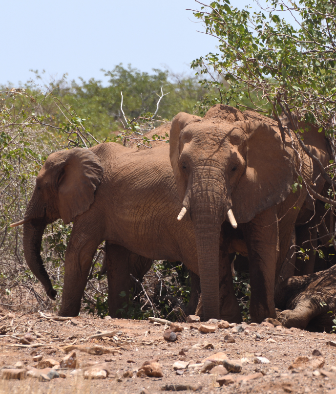 Elefantes adaptados à natureza árida do Deserto da Namíbia