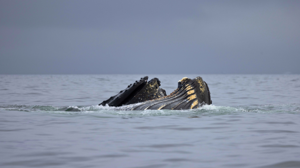 A emoção de avistar as baleias jubarte em uma expedição na Antártica