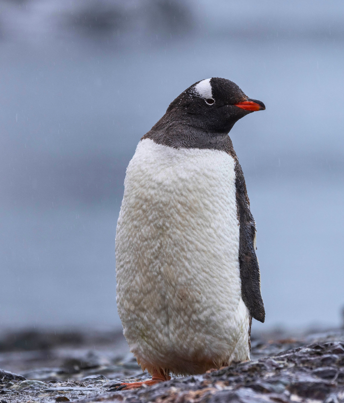 Os pinguins na Antártica