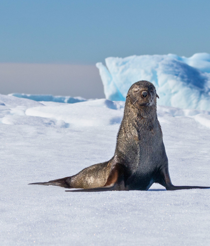 Os animais na Antártica. A graça da foca-leopardo