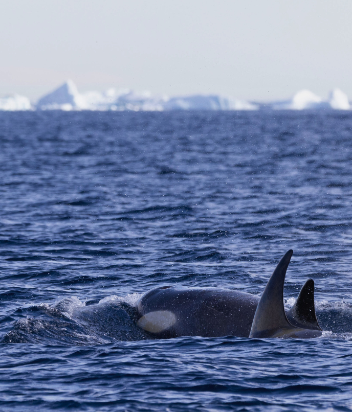 Animais na Antártica Baleias Orca
