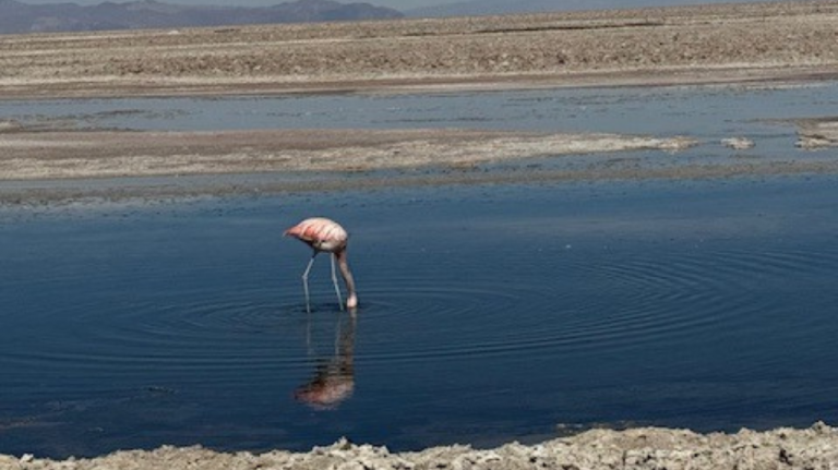 Flamingos cor de rosa no Atacama