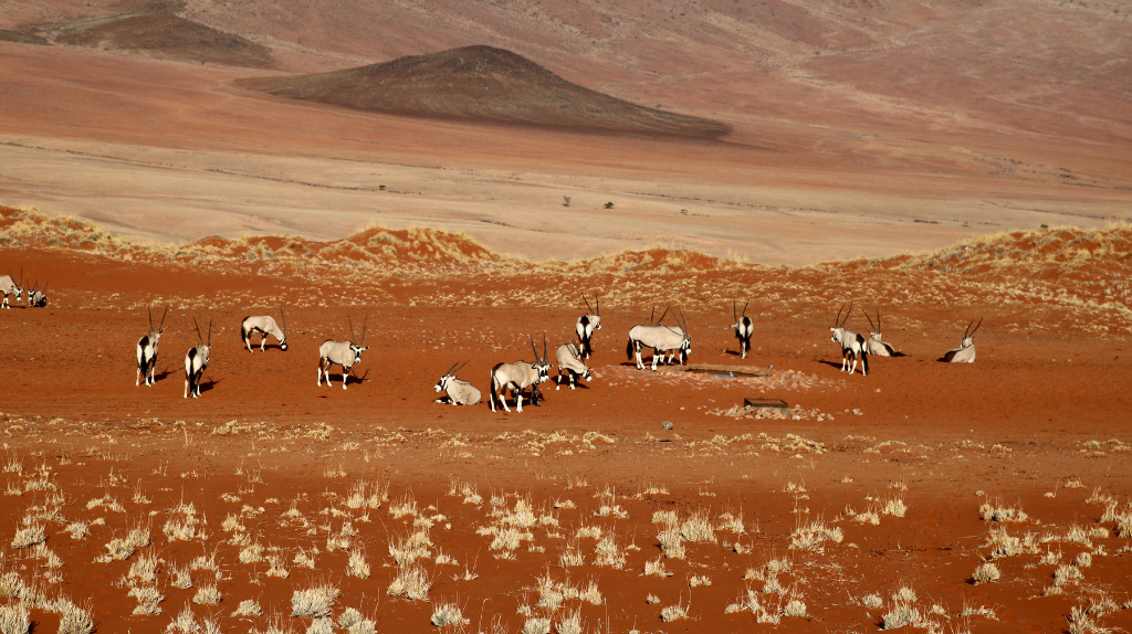 Grupos de Órix em NamibRand no Deserto da Namíbia