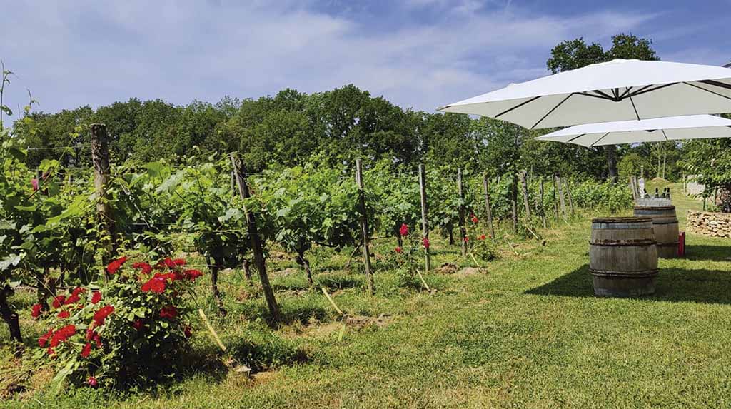 Tour de queijos em Paris Vigne Envie