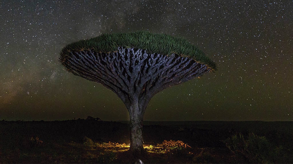 Cruzeiro cultural: a dragon blood tree, em Socotra