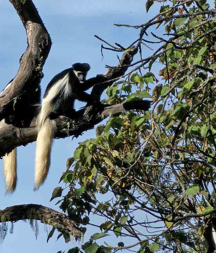 Macaco colobus Trekking ao cume do Kilimanjaro África