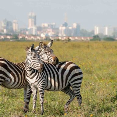 48 horas em Nairóbi zebras e skyline