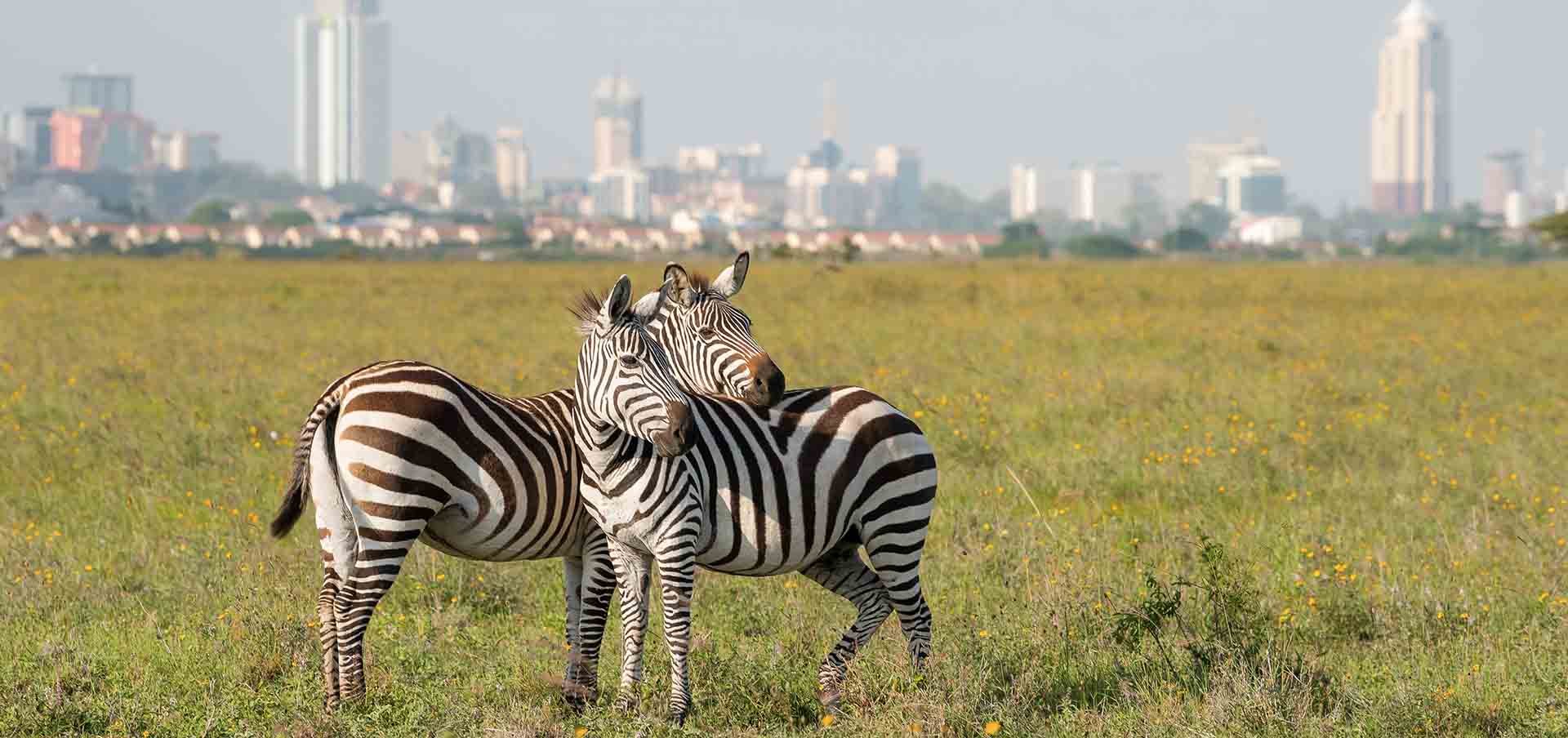 48 horas em Nairóbi zebras e skyline