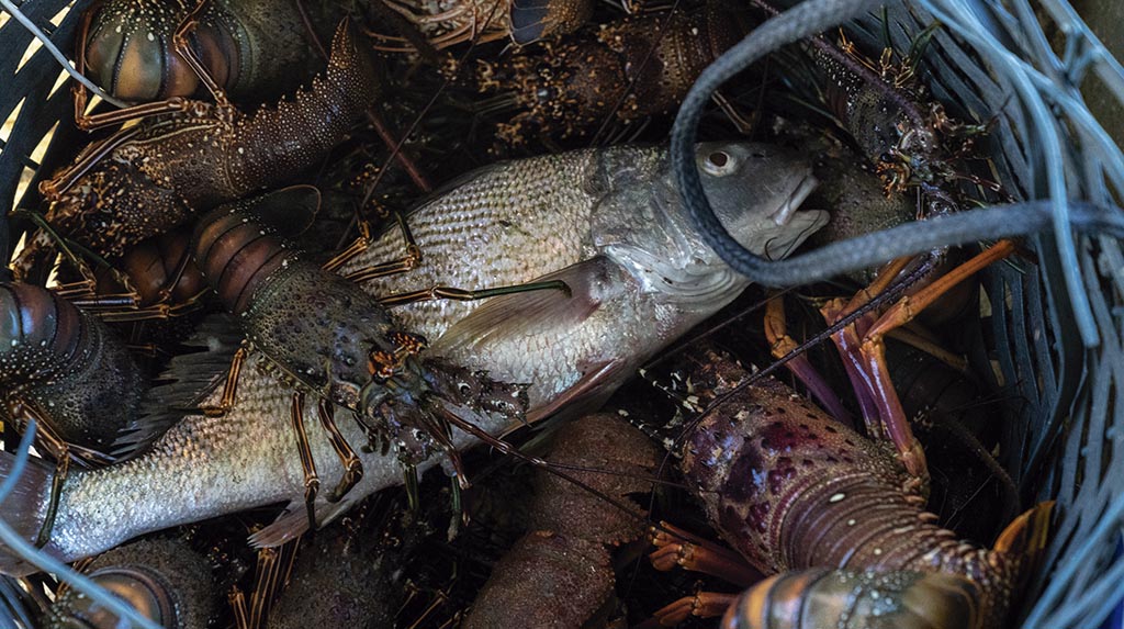 Gastronomia Ilha de Boipeba Lagostas e Pescados