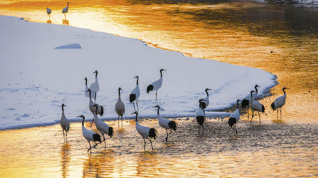 Dica de viagem Ilha de Hokkaido grou-da-montanha