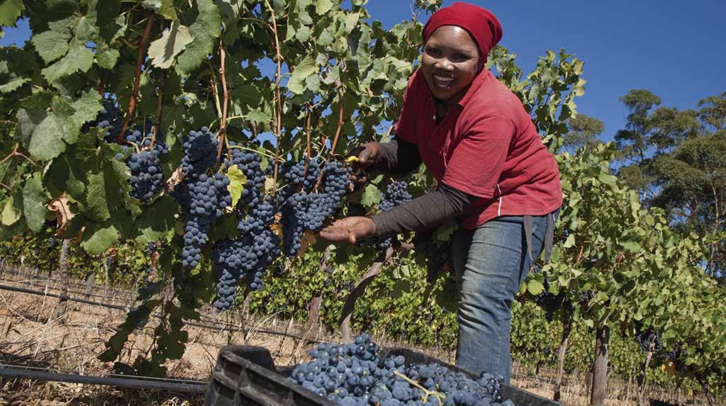 Enoturismo na África do Sul Franschhoek e Stellenbosch 