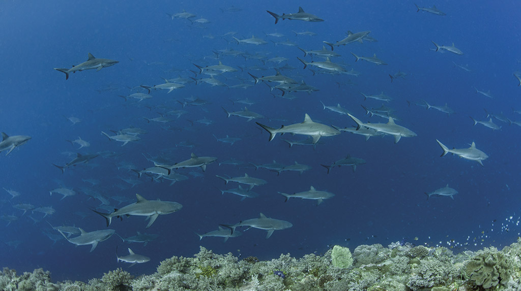 Palau: dezenas de tubarões no Blue Corner