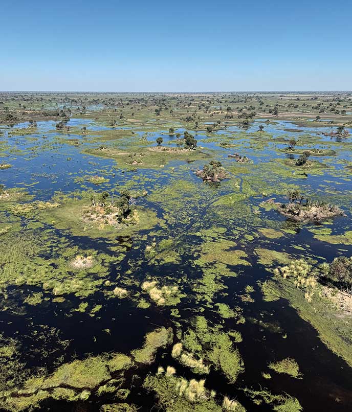 Botsuana: a beleza sublime do Delta do Okavango, sinônimo de vida na África