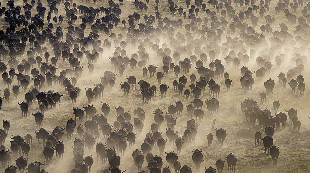 Manada de búfalos na savana em Botsuana