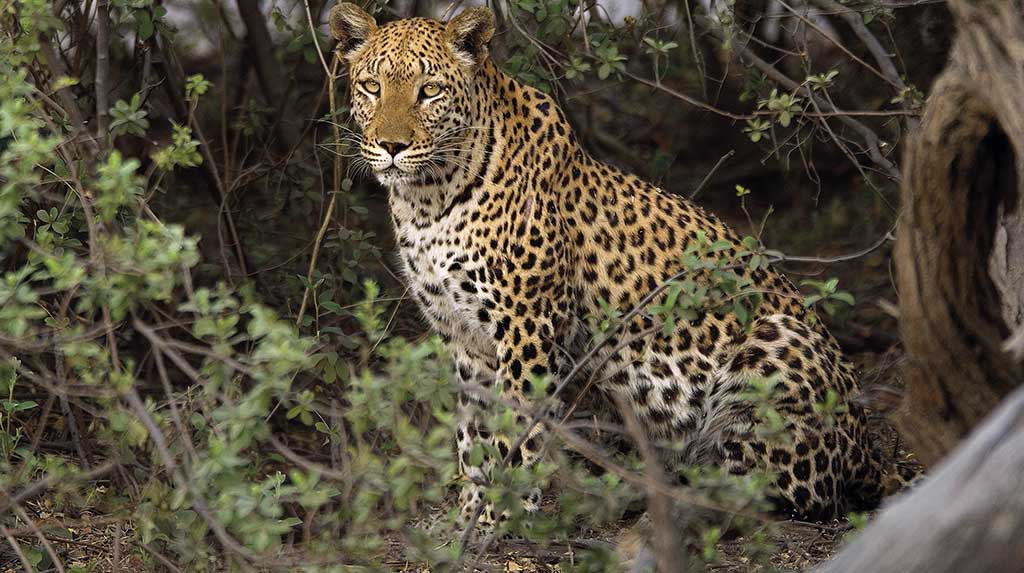 Hotel de luxo em Botsuana: um leopardo à espreita no Wilderness King’s Pool