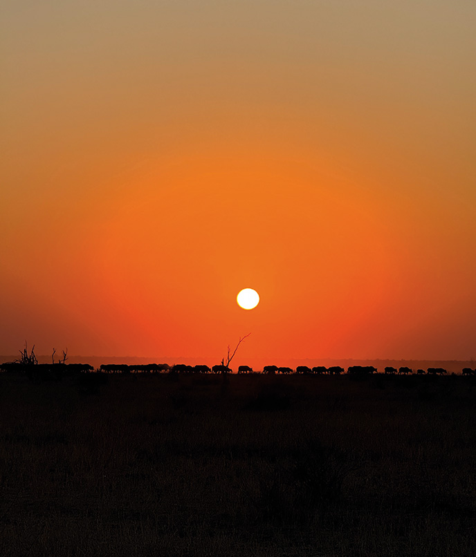 Viagem a Botsuana: A silhueta de búfalos ao pôr do sol na Depressão de Mababe