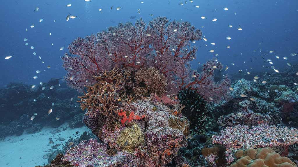 Diversidade marinha em Palau, na Micronésia