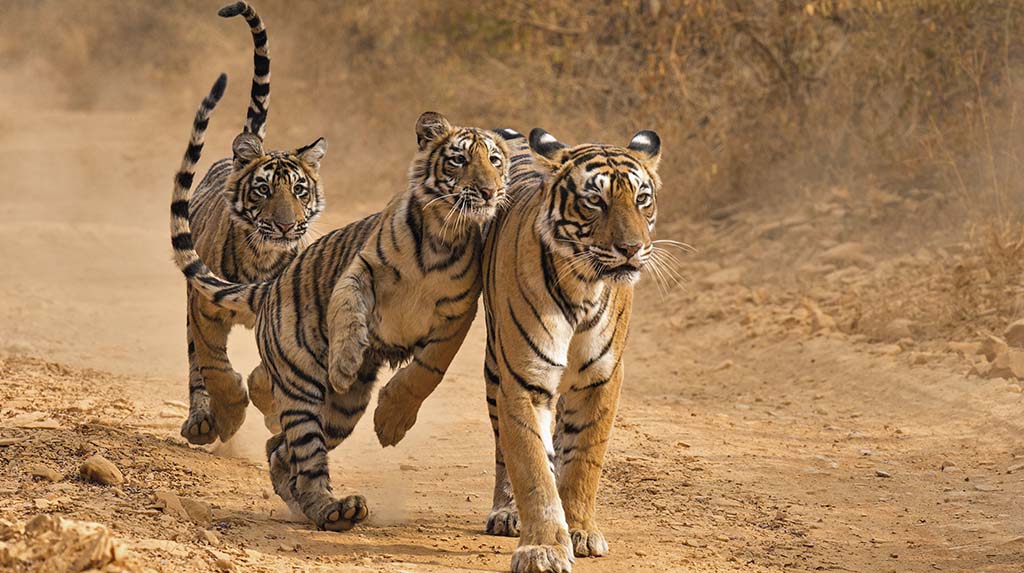 Tigres no Parque Nacional Ranthambore, Índia