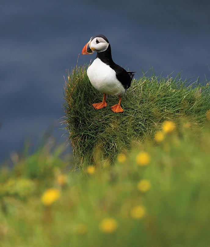 Dicas de viagem para as Ihas Faroé:  simpáticos puffins, aves migratórias típicas da Ilha de Mykines