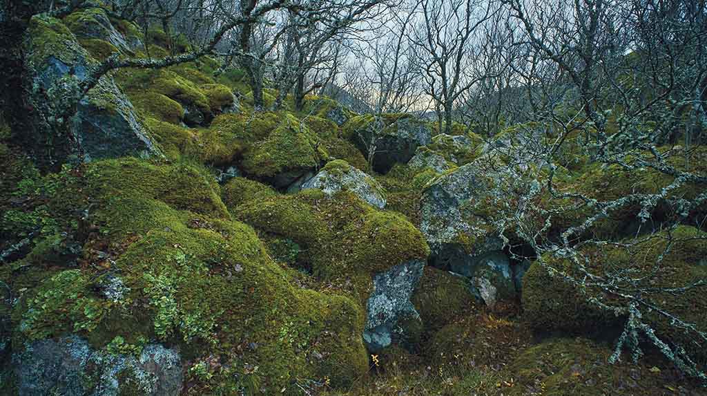 Vegetação local no outono