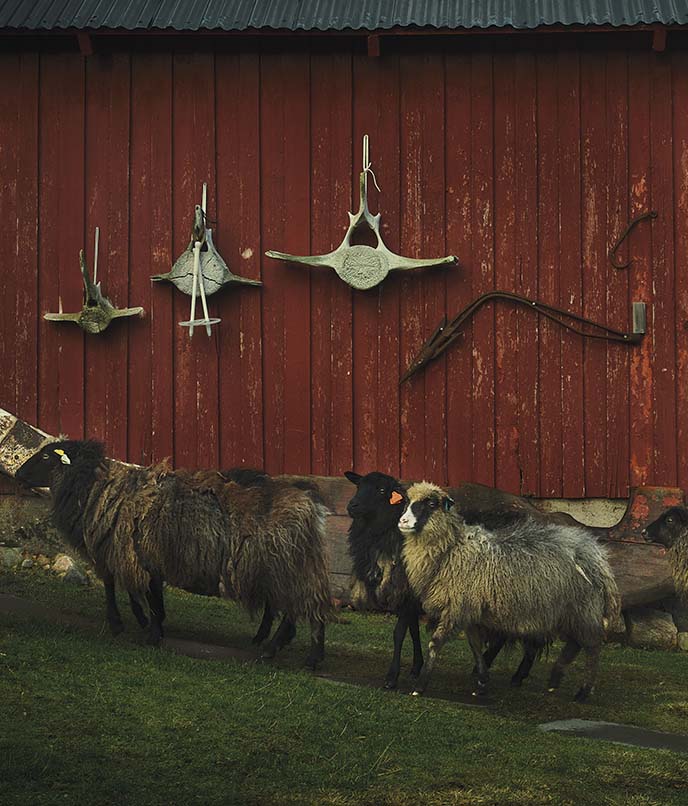 As ovelhas que vivem em Manshausen