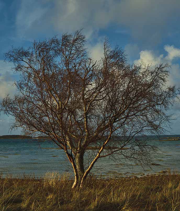 O vento forte e as cores do outono moldam os cenários de Steigen