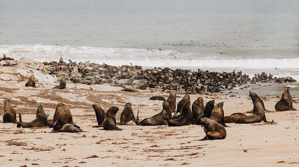 Colônia de lobos-marinhos do Cabo em praia rochosa da Costa dos Esqueletos.