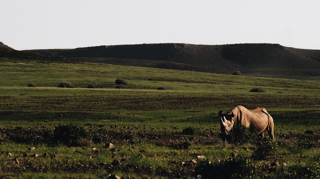 Rinoceronte-negro do deserto “Arthur” em Palmwag, monitorado pelo Save the Rhino Trust.