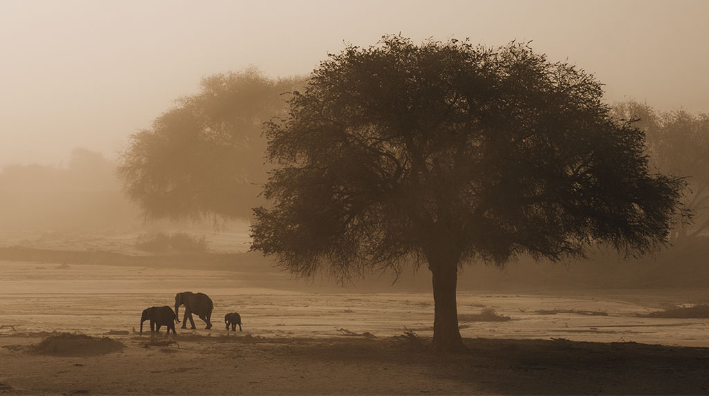 Família de elefantes do deserto caminhando sob neblina na Costa dos Esqueletos, Namíbia.