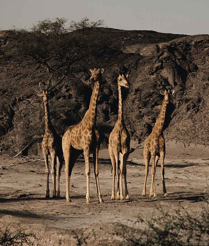 Girafas do deserto no leito do Rio Hoanib, adaptadas à aridez da Costa dos Esqueletos.