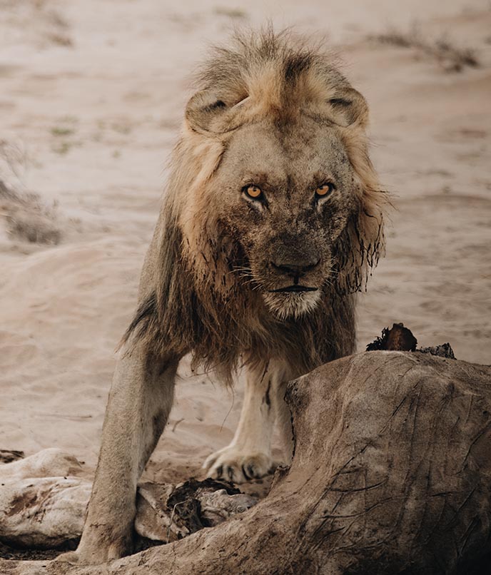 Leão macho Oupie na névoa do vale do Hoanib, deserto do noroeste da Namíbia.