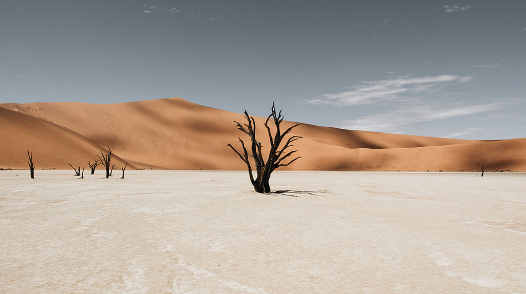 Deadvlei, árvores fossilizadas sobre argila branca em Sossusvlei, Namíbia