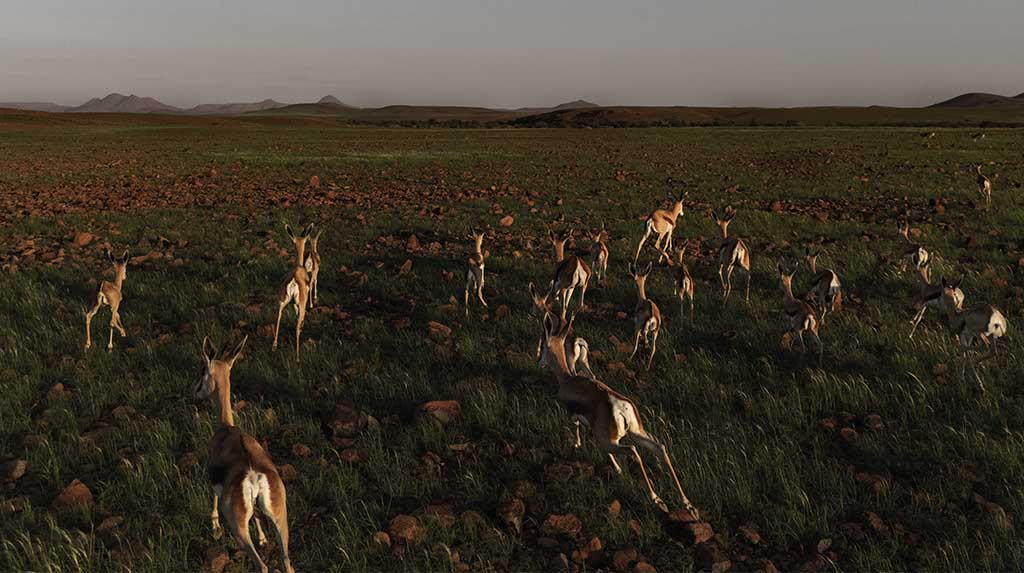 Manada de springboks correndo na concessão de Palmwag, Damaraland, Namíbia.