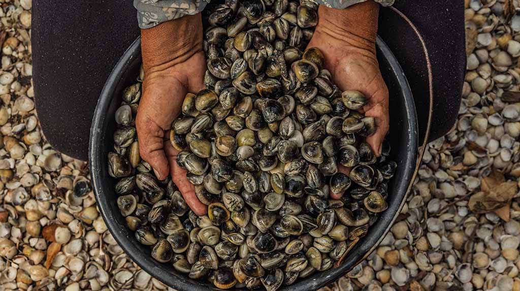 Marisqueiras com baldes e peneiras coletando sururu no manguezal durante a maré baixa.
